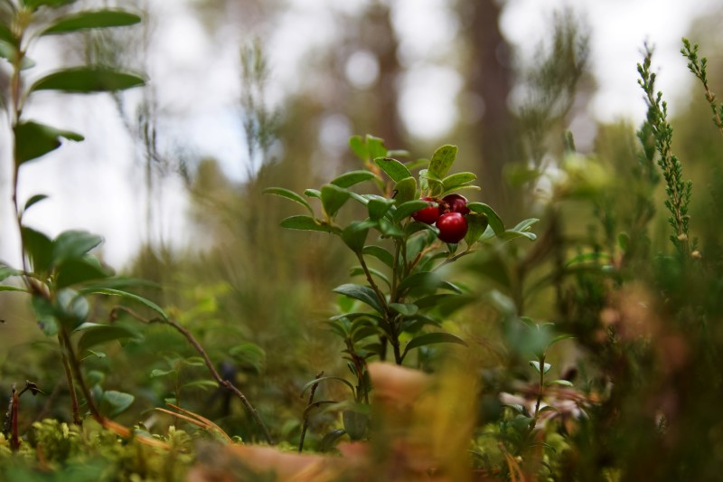 wild food finnland