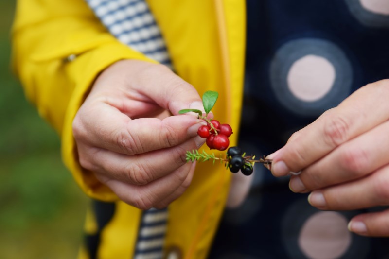 wild food finnland