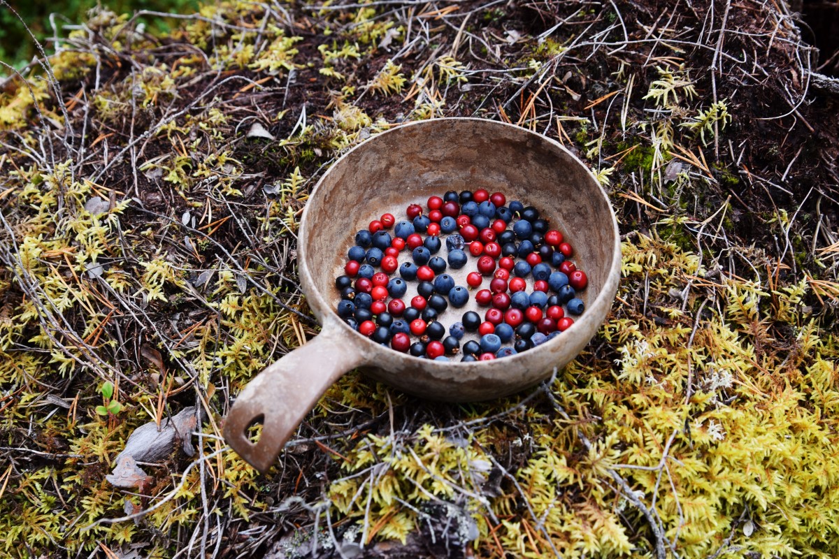 wild food finnland