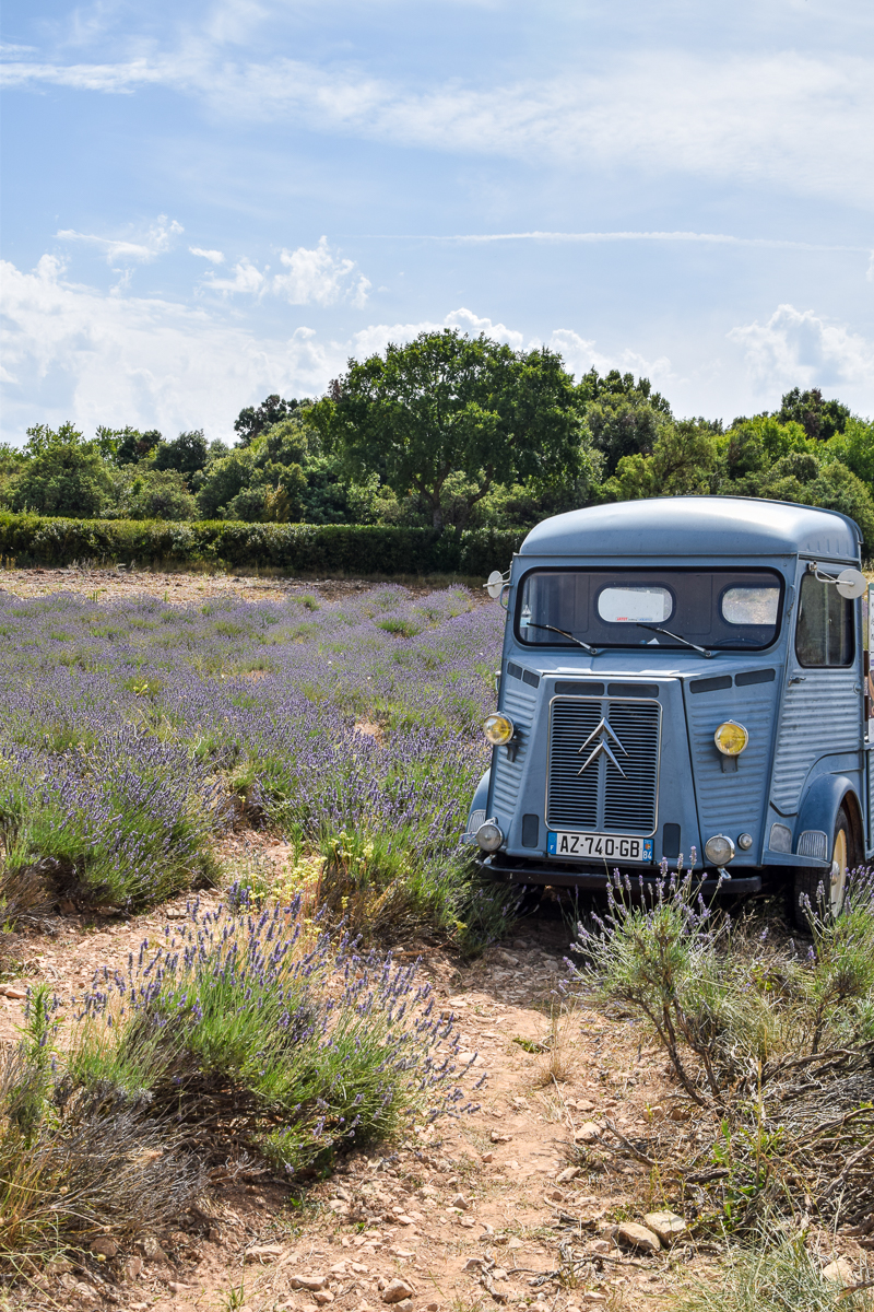 lavendel ardeche